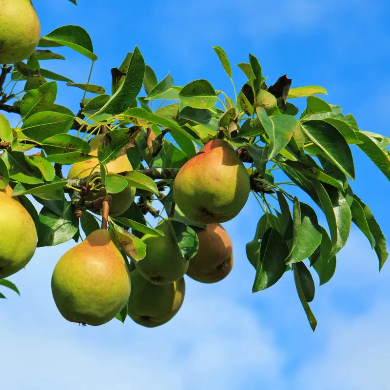 Moonglow Pear Tree – Disease-Resistant, Early-Season Producer