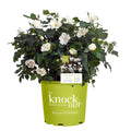 Knock Out 2 gal. The White Rose Bush with White Flowers