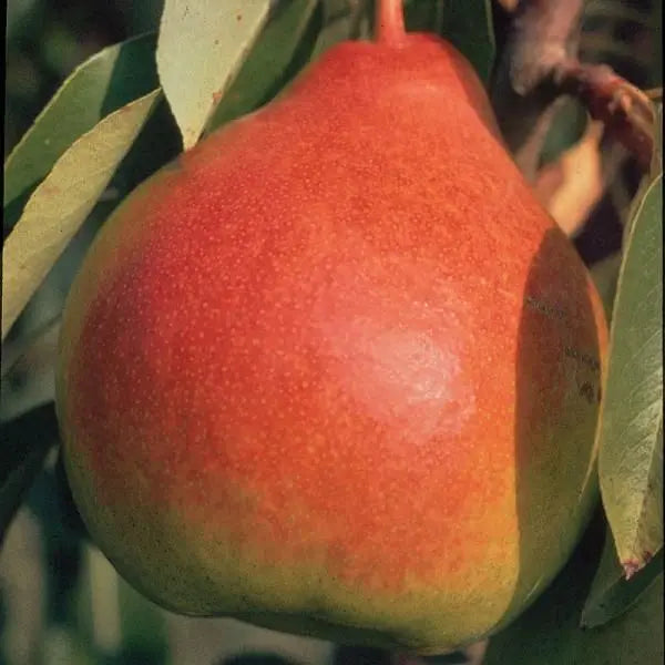 Moonglow Pear Tree – Disease-Resistant, Early-Season Producer
