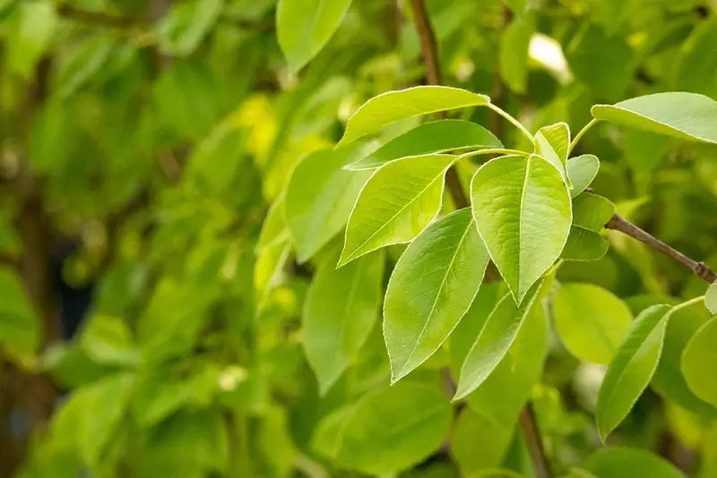 Moonglow Pear Tree – Disease-Resistant, Early-Season Producer