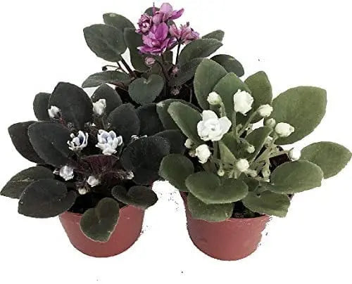 Miniature African Violet – 3 Plants/2″ Pot – Great for Terrariums