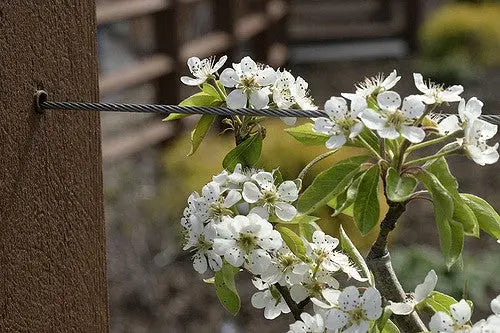 Moonglow Pear Tree – Disease-Resistant, Early-Season Producer
