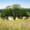 6-7 ft. - Princeton American Elm Tree - This Variety Is An Improved Classic