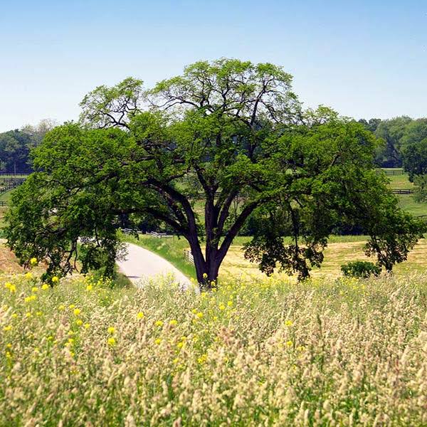 6-7 ft. - Princeton American Elm Tree - This Variety Is An Improved Classic