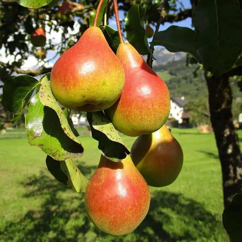 Moonglow Pear Tree – Disease-Resistant, Early-Season Producer