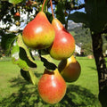 Moonglow Pear Tree – Disease-Resistant, Early-Season Producer