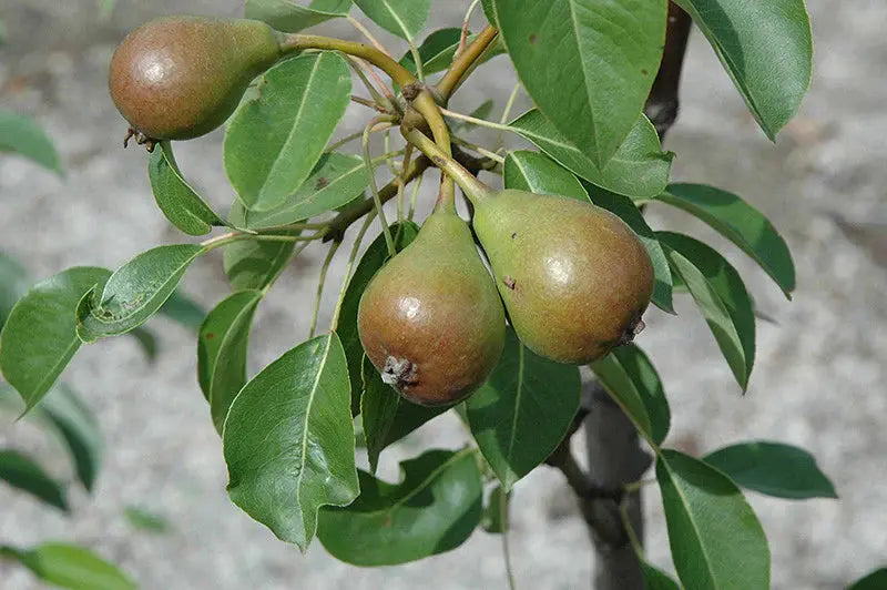 Moonglow Pear Tree – Disease-Resistant, Early-Season Producer