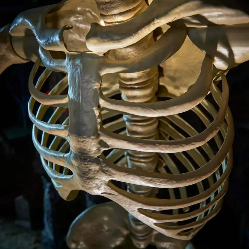 LifeEyes LCD-Equipped Giant Skeleton – Realistic Animated Eye Display